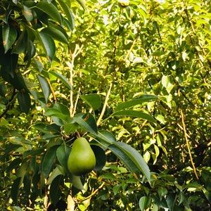 Meet your Posher, Victoria